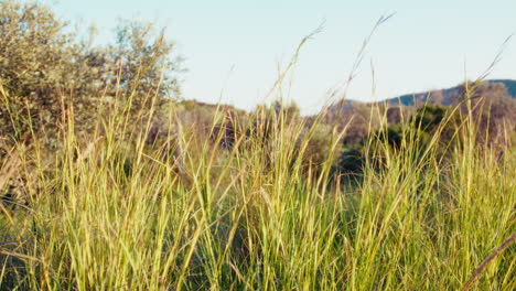 la hierba baja se mueve en la naturaleza de la luz del viento en la primavera empujar en