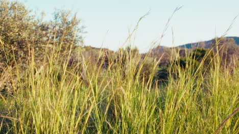 low grass moves in nature from the light of the wind in spring push in