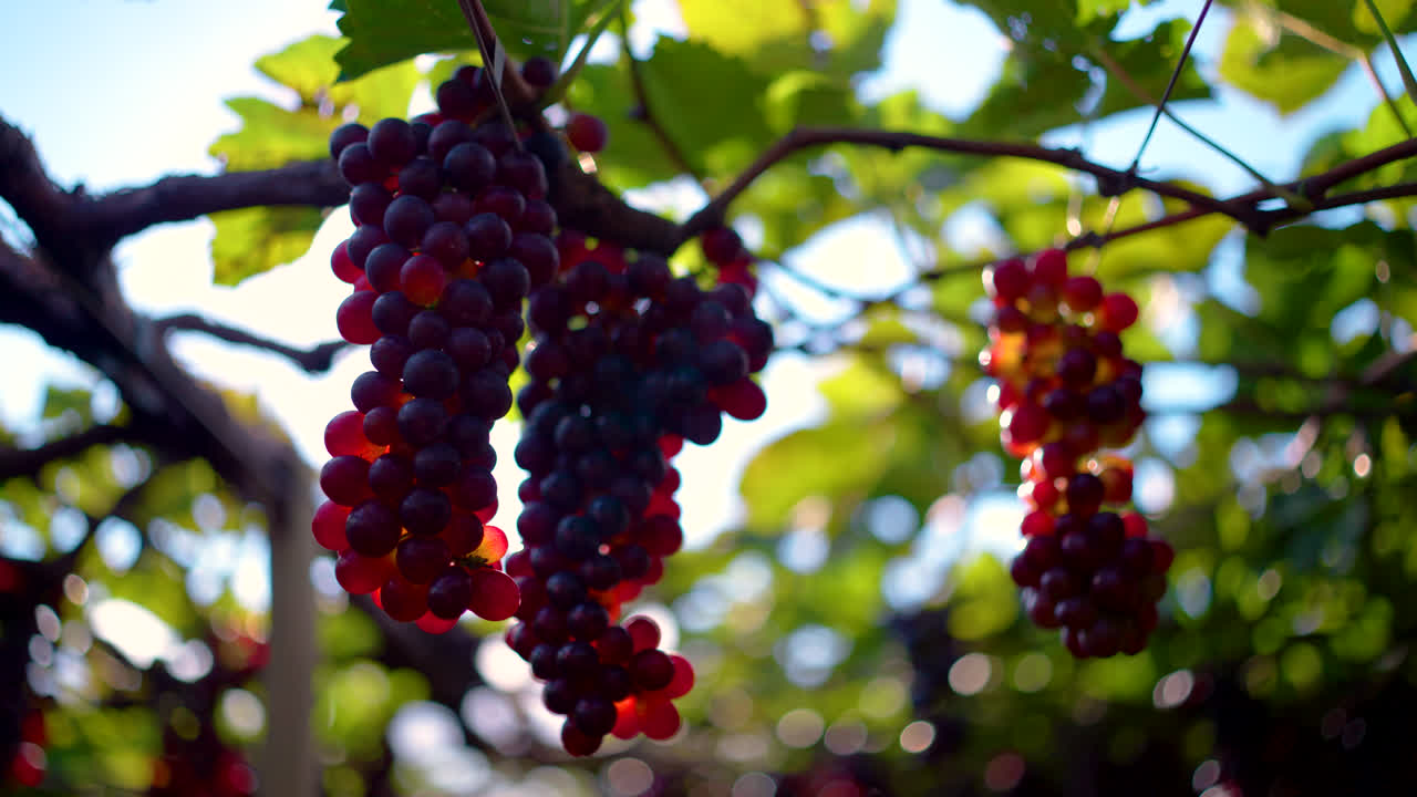 Grappolo d'uva rossa illuminato dal sole appeso alla vite con effetto lens flare in una vibrante piantagione di vigneti.