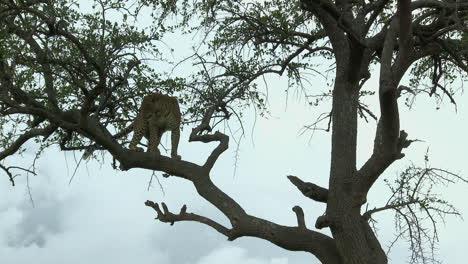 Leopard-turning-around-on-a-branch,-during-sunset,-Maasai-Mara,-Kenya