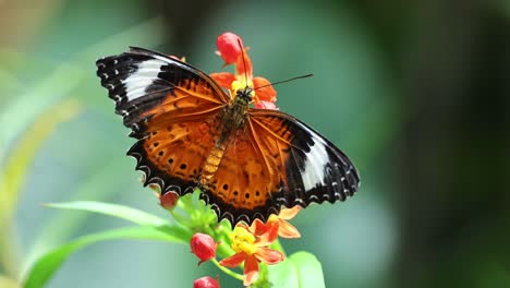 butterfly flutters and feeds on vibrant flowers.