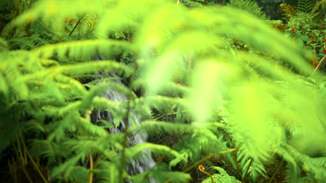 Footage-filmed-in-Madeira-Portugal-at-Monte-Palace-tropical-garden