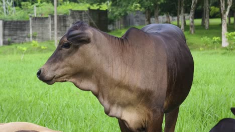 vaca marrón en un campo