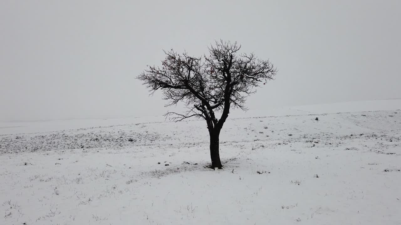 Lonely Tree in a Snowy Field