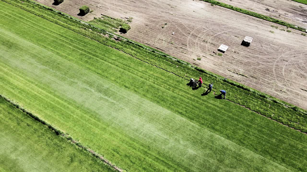 A group of workers mow the grass in preparation for sale on a grass farm, Panes General Roca - aerial follow shot