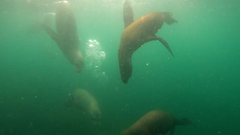 Herd Of Sea Lions Under Deep Blue Ocean. underwater