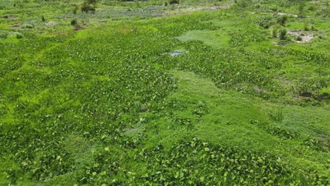 Jacinto-De-Agua-Contaminando-El-Medio-Ambiente,-Punto-De-Agua-En-Las-Plantas-De-Jacinto-De-Agua,-Drones-Volando-En-El-Campo-De-Jacinto-De-Agua-De-Nairobi,-Kenia