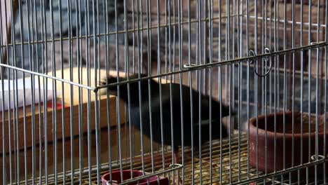 a very restless and alert martinez bird keeps moving left to right inside bird cage