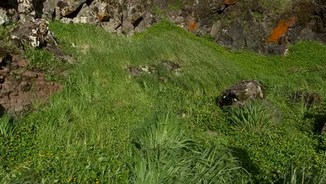 slow motion of grasses blowing in the wind in a meadow