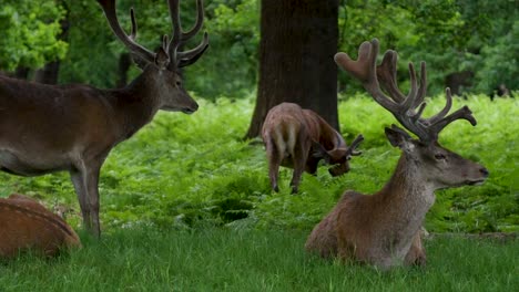 Hirsch-Mit-Großem-Geweih-Im-Wald-Im-Naturschutzgebiet-Richmond-Park-London-England-Großbritannien-3840x2160-4k