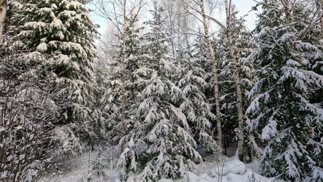 Disparo-En-Movimiento-Hacia-Adelante-Que-Conduce-A-Un-Bosque-De-Coníferas-Cubierto-De-Nieve-Blanca-En-Un-Frío-Día-De-Invierno