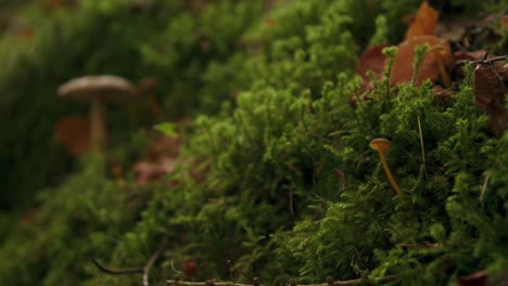 Hongos-De-Setas-Naturales-Que-Crecen-En-Una-Pared-Verde-Cubierta-De-Musgo-Oscuro