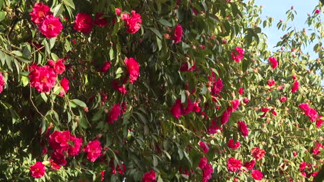 vibrant red camellia blossoms
