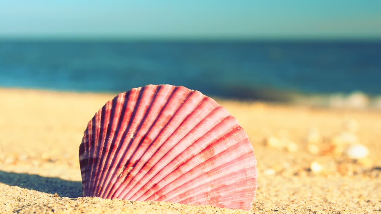 Shells on the beach. Shooting on the beach