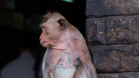 Long-tailed-Macaque,-Macaca-fascicularis,-Lop-Buri,-Thailand