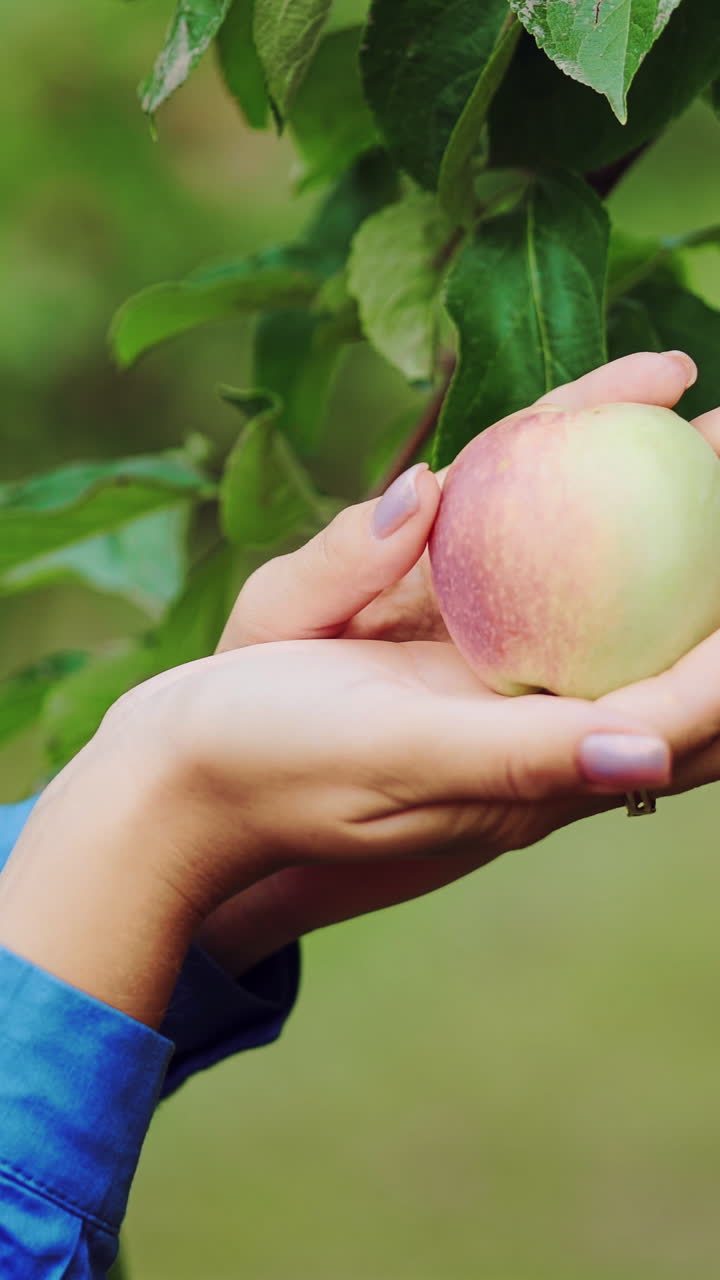 Female hand is picking an apple from apple tree. Apple harvesting. Close-up Vertical video