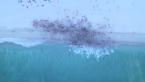 An-aerial-shot-of-a-large-group-of-people-running-into-the-ocean