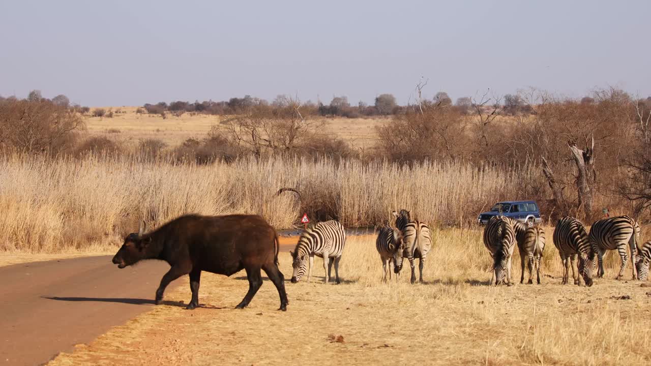 Tourists on safari watching Buffalo and zebra walk over tar road in national park