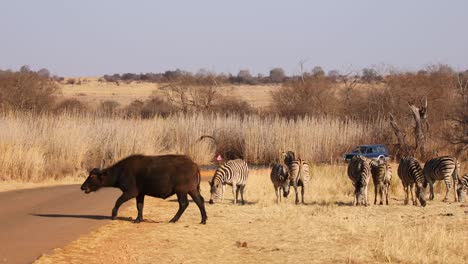 tourists on safari watching buffalo and zebra walk over tar road in national park