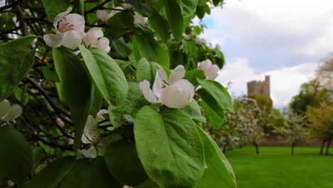 Flor-De-Manzana-En-Un-árbol-Con-Una-Iglesia-Desenfocada-En-Segundo-Plano.