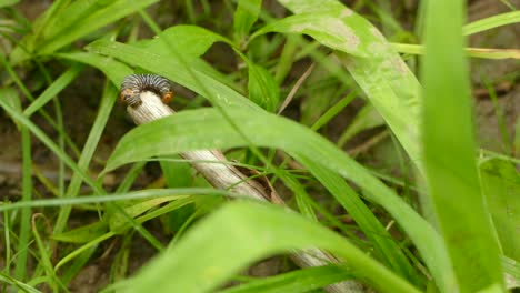 macro shot of a caterpillar feeding off a stick in the middle of the underbrush