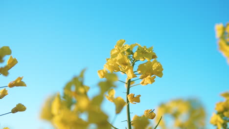 close up shot of yellow rapeseed blossoms - tilt up close up shot