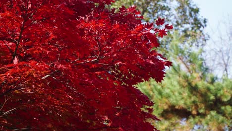 hermosas ramas de árboles de arce rojo japonés ondean bajo la luz breese en un parque en otoño