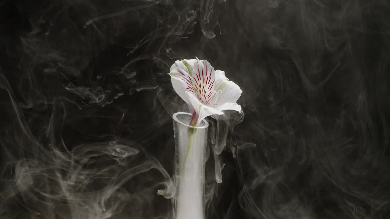 White Alstroemeria Flower in Test Tube with Rising Smoke