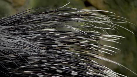 primer plano de largas plumas defensivas en blanco y negro de puercoespín del cabo