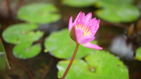 hermosa flor de lirio de agua rosada en flor - de cerca