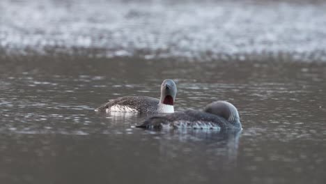a red-throated loon couple sleeping in a lake 4k high detail