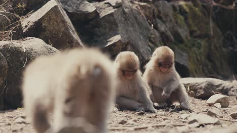 dos jóvenes macacos japoneses jugando en el suelo