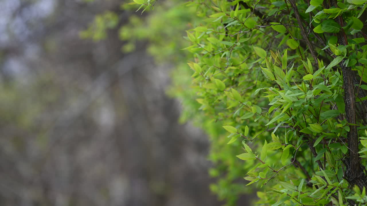 el arbusto verde deja el fondo en primavera