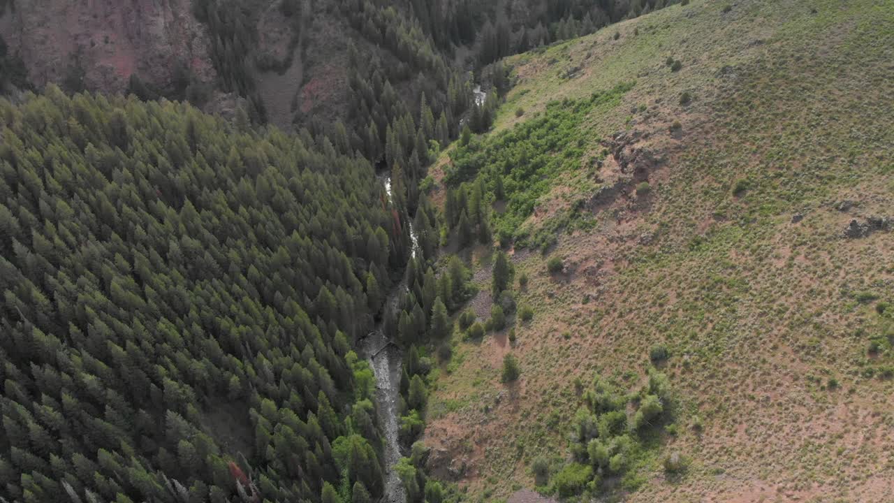 antena de cambio de inclinación del valle del río poco profundo y bosque de coníferas siempre verde