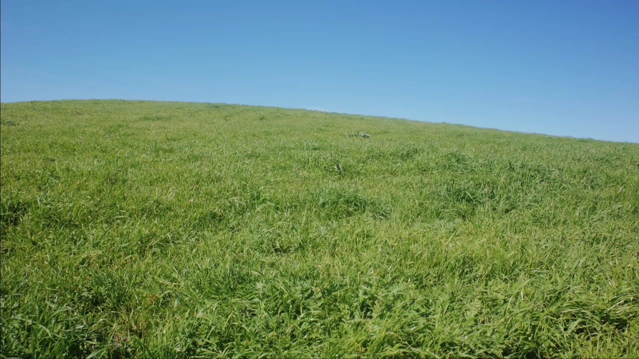 Padang Rumput Hijau Segar Membentang di Bawah Langit Biru Cerah. Sudut Lebar.