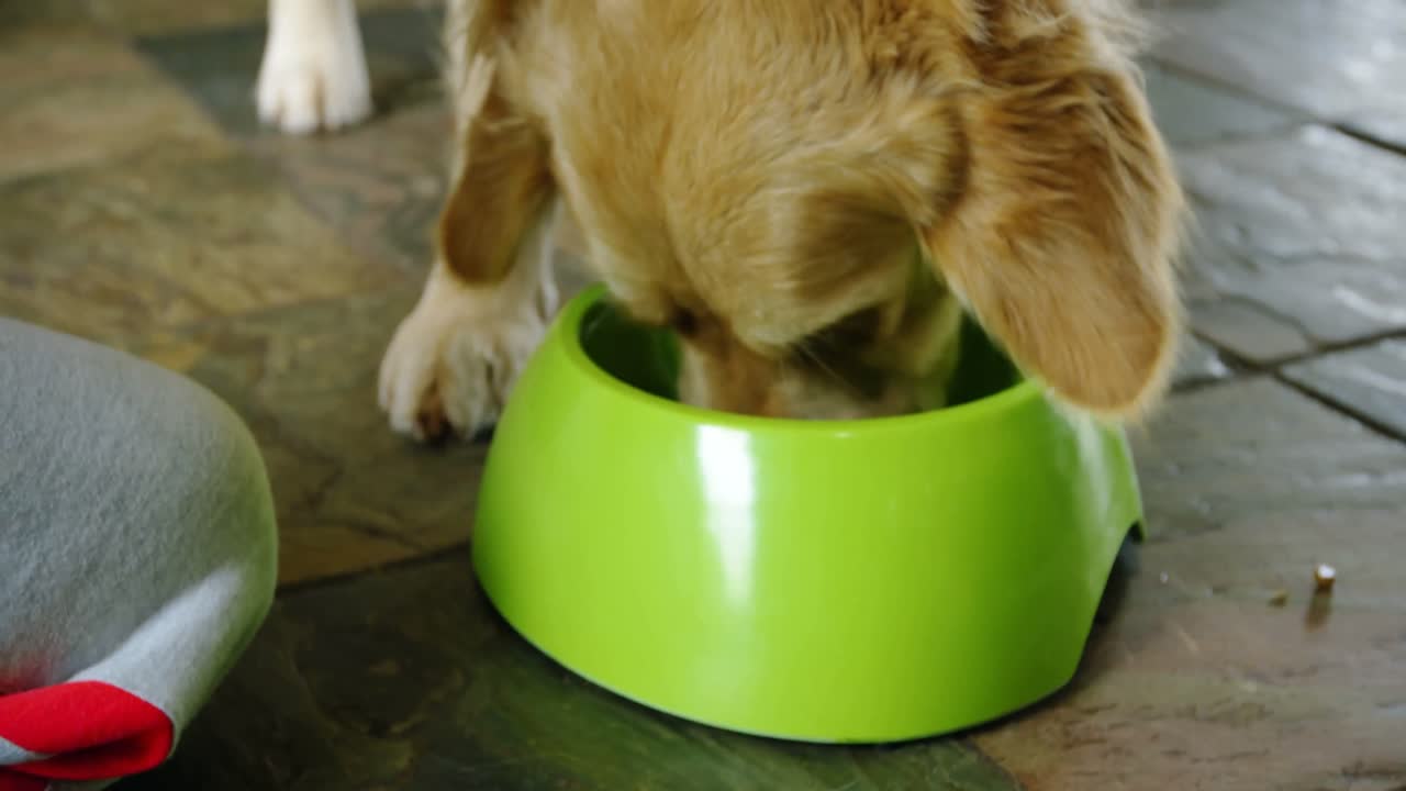 perro comiendo comida de un tazón en casa 4k