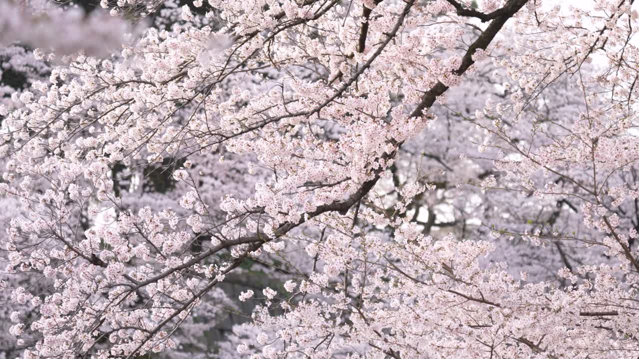 Cherry trees in full bloom
