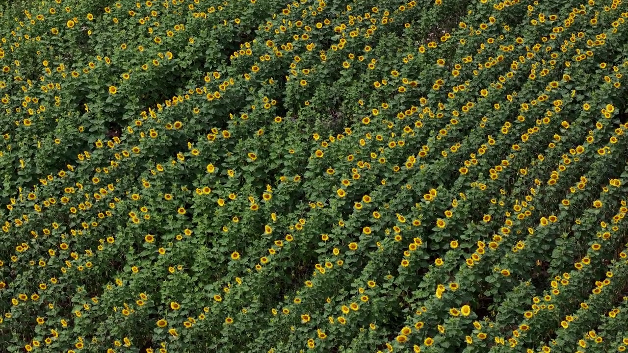 Questa ripresa dall'alto cattura un vasto campo di girasoli piantati in file ordinate, mostrando l'agricoltura su scala industriale e la bellezza della natura