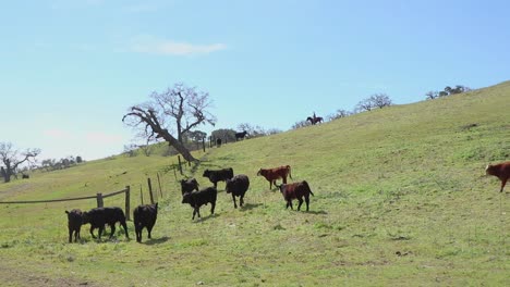 el vaquero trota detrás de las pocas reses restantes para pasarlas a través de la manada con el resto