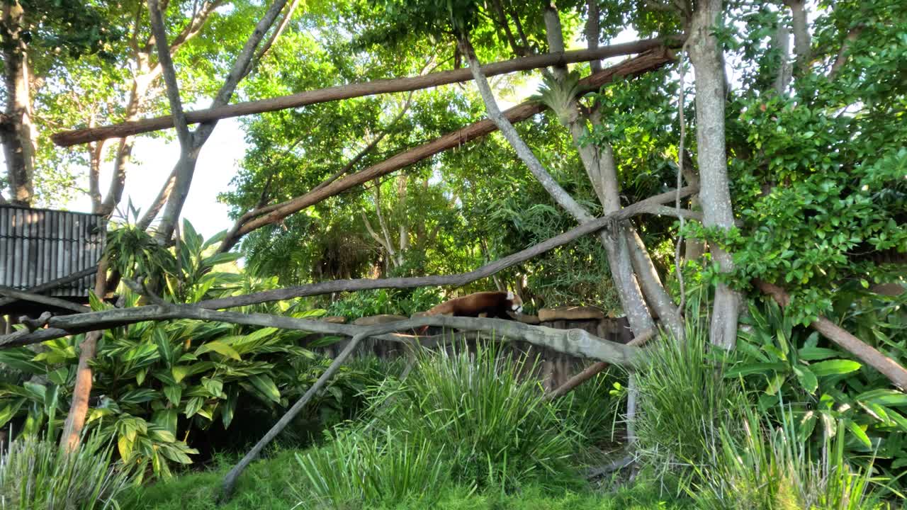 은 판다가 울창한 동물원 서식지를 가로질러 이동합니다.