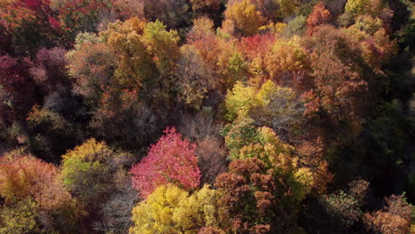 the woods in beautiful fall colors next to the pawtuxet river in west warwick