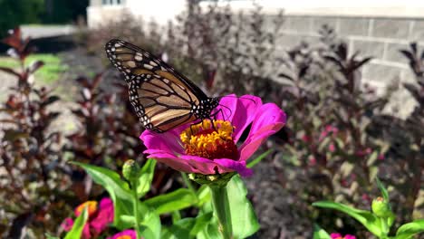 mariposa monarca - una mariposa monarca alimentándose de flores rosas zenia en un jardín de verano