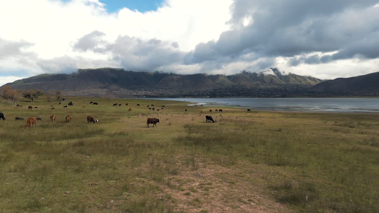 Cows Grazing by a Lake with Mountains in the Background