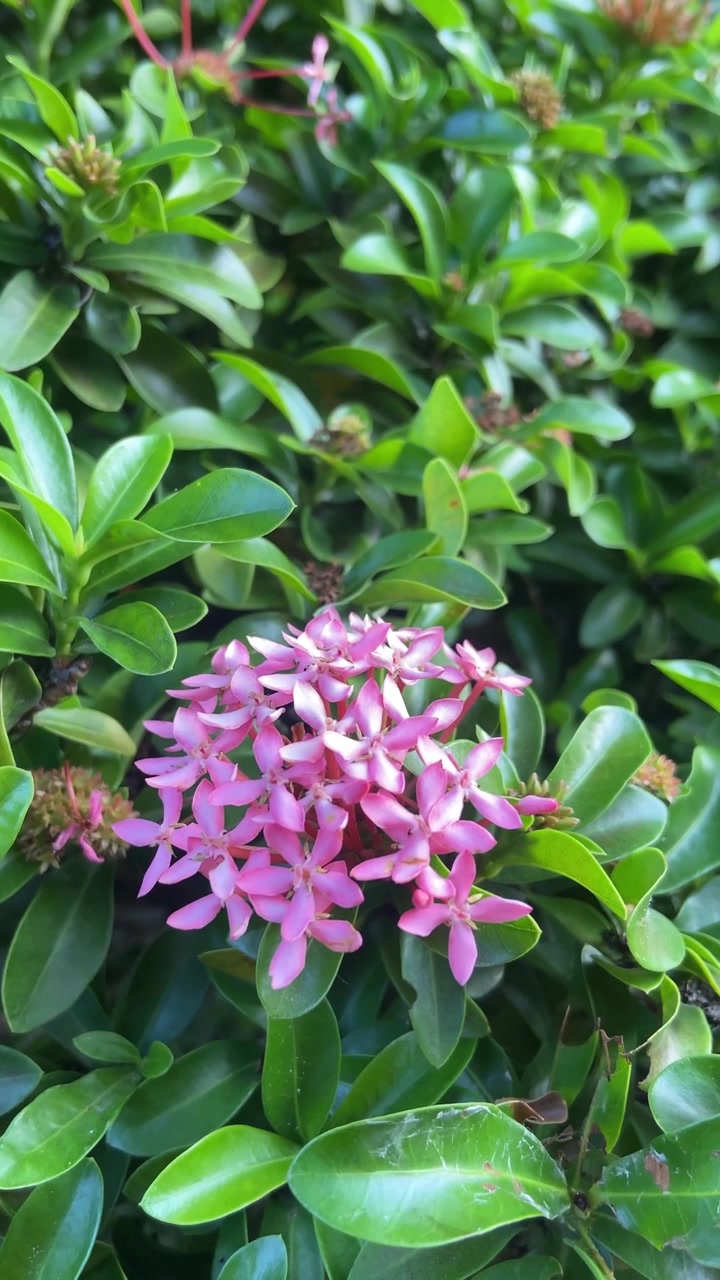 Close Up of Vibrant Pink Ixora Flowers Amidst Green Leaves