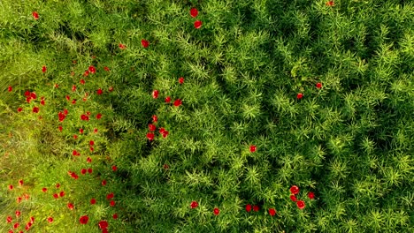 toma aérea de drones de arriba hacia abajo del campo de amapolas