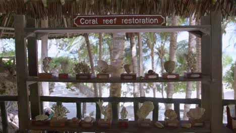 preserved coral reefs on display in tropical beach resort