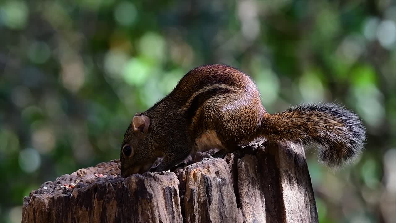 la ardilla terrestre de indochina se encuentra comúnmente en tailandia en casi cualquier lugar donde pueda prosperar