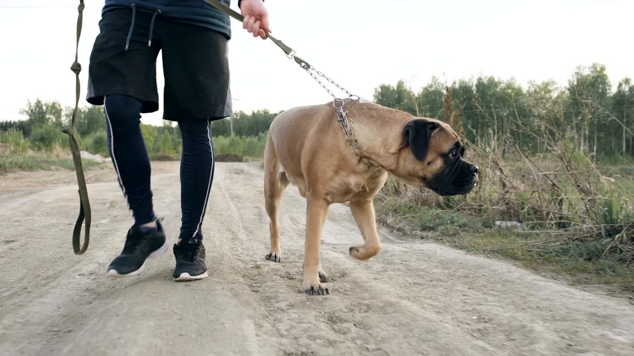 close-up dolly shot de un joven deportivo caminando con su perro bullmastiff al aire libre en la naturaleza después del entrenamiento de entrenamiento