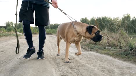 closeup dolly shot of young sporty man walking with his bullmastiff dog outdoor at nature after workout training