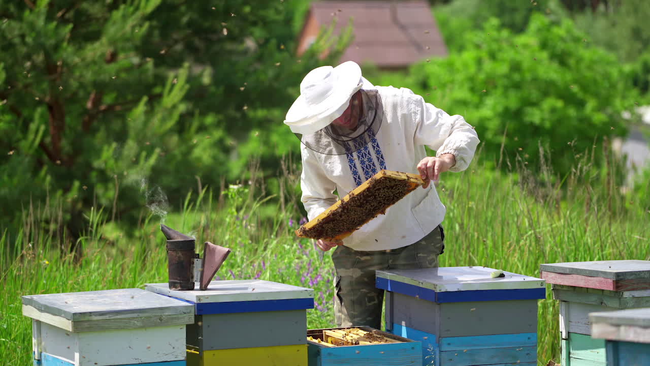 Apiarist looks after bees. Beekeeper taking the frame with bees from a hive in the countryside. Busy bees flying in the apiary.
